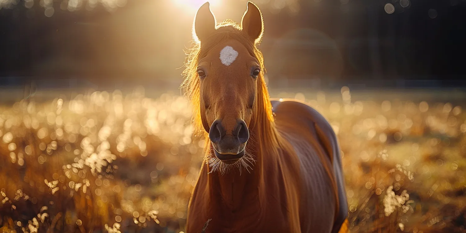 Koncentratory tlenu wypożyczalnia Warszawa
