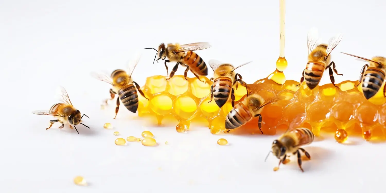 Który miód lepszy faceliowy czy akacjowy?